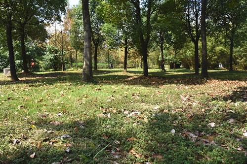 DSC_4777.JPG