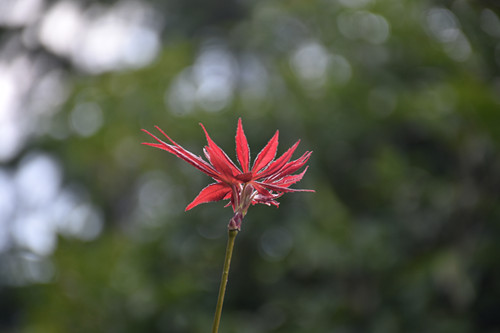 DSC_4763.JPG