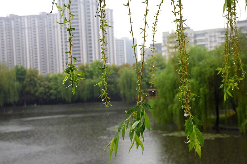 【图文】春雨涤尘入目新