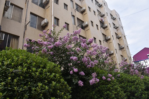 DSC_9547.jpg