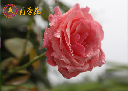 05月季.jpg