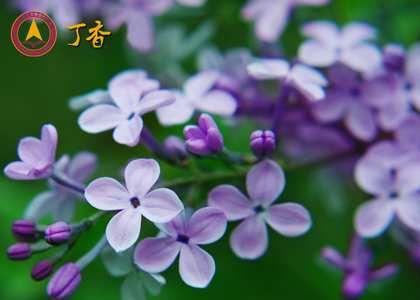 03丁香.jpg