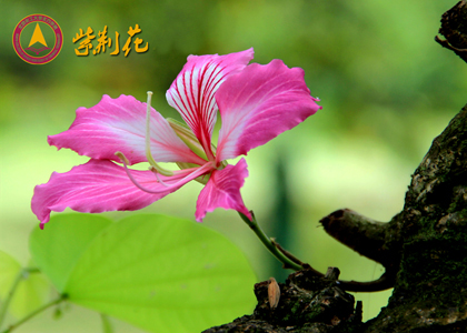 06紫荆.jpg